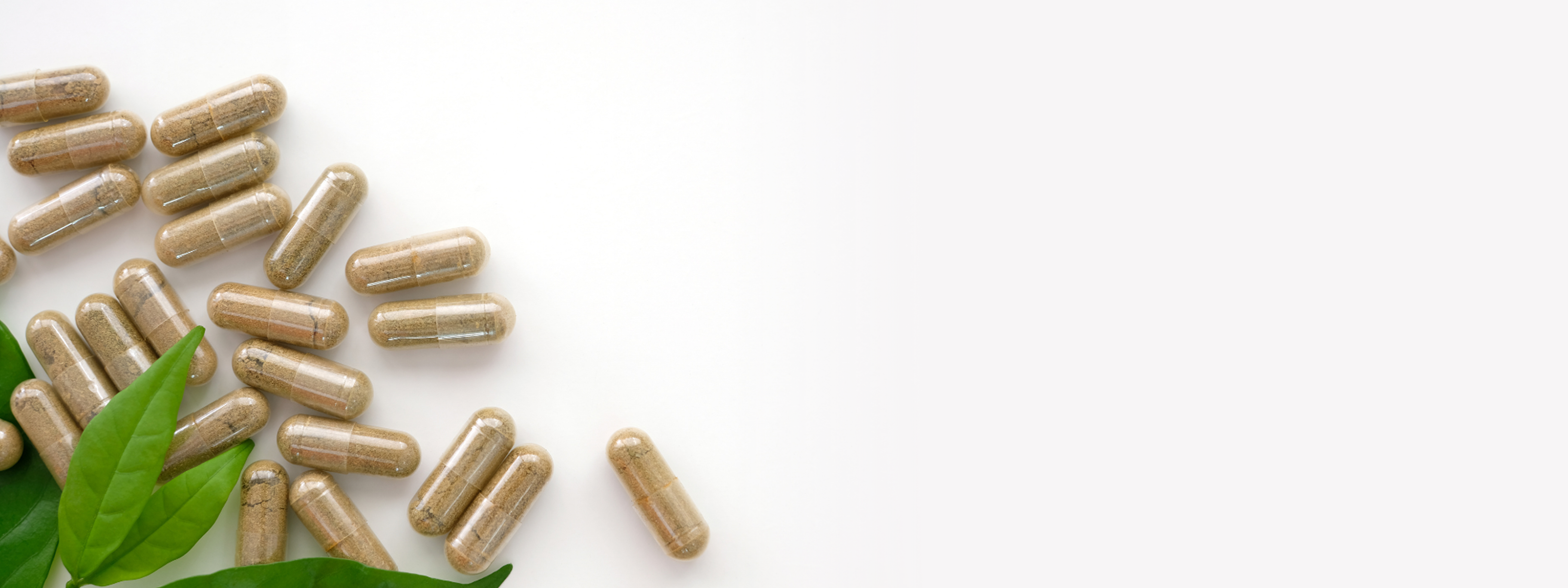 Probiotic raw material powder and strain testing for B2B formulation